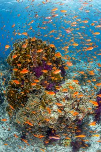 A school of orange fish surround a massive mound of brown coral on a reef in Egypt.